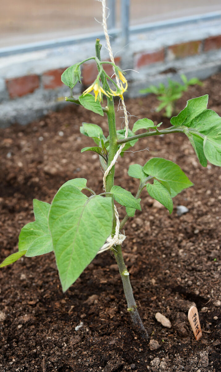 A tomato plant climbs up hanging twine.
