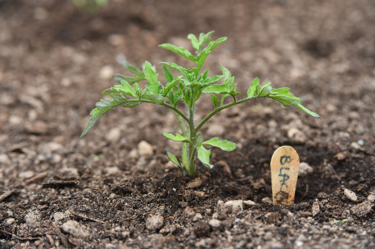 A 'young' tomato plant growing in the polytunnel.