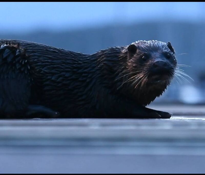 A screencap from the 'Cork Otters' short, documenting the lives of the Pana Otters A screencap from the 'Cork Otters' short, documenting the lives of the Pana Otters