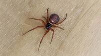 Dark web: False widow spider sinking its venomous fangs into people all over Ireland