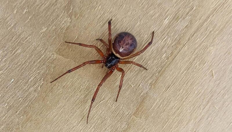 A female noble false widow spider, which have become one of the most common spiders in Ireland A female noble false widow spider, which have become one of the most common spiders in Ireland