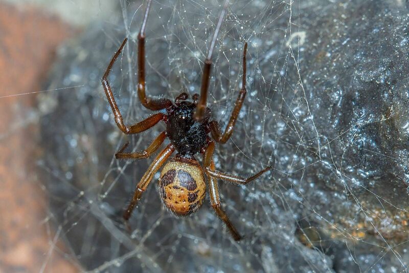 The noble false widow is very similar to the terrifying black widow spider, though instead of a dark, black bulbous abdomen, the noble false widow's body is brown, sometimes reddish brown, and has distinctive cream markings. The noble false widow is very similar to the terrifying black widow spider, though instead of a dark, black bulbous abdomen, the noble false widow's body is brown, sometimes reddish brown, and has distinctive cream markings.