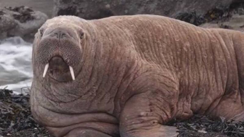 Wally, the globe-trotting Arctic walrus makes land in France