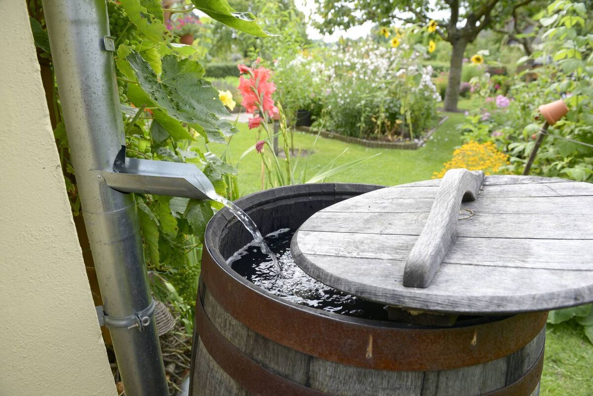 Treat water as a precious commodity in the garden.