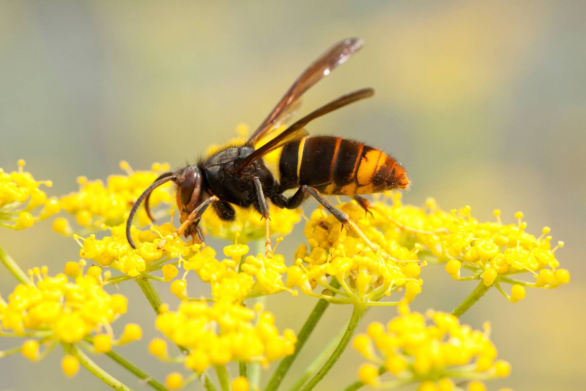 UCC-led project to investigate impact of Asian hornet on ecosystem