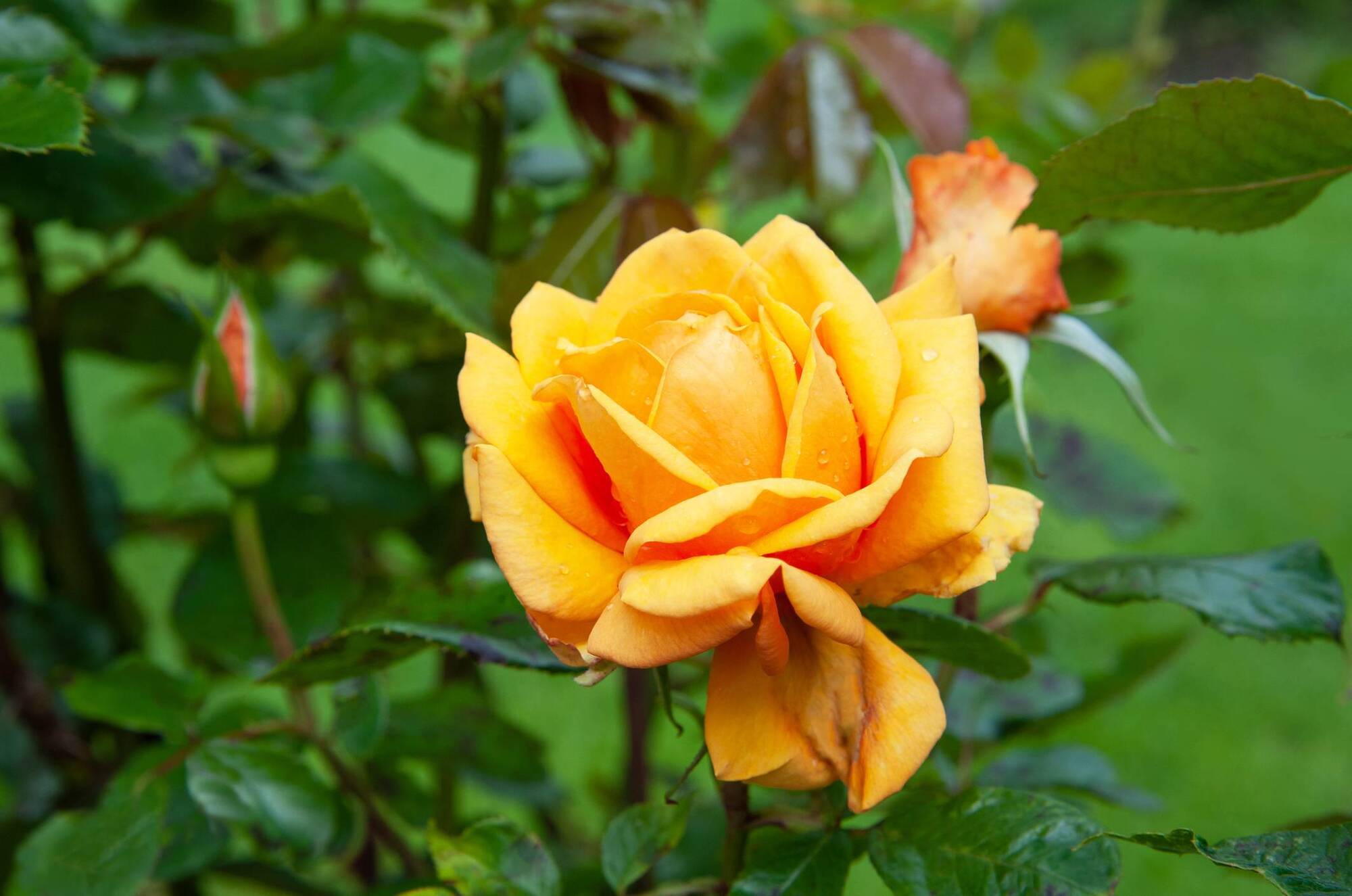 Garden Q&A: How can I cure my roses of blackspot?