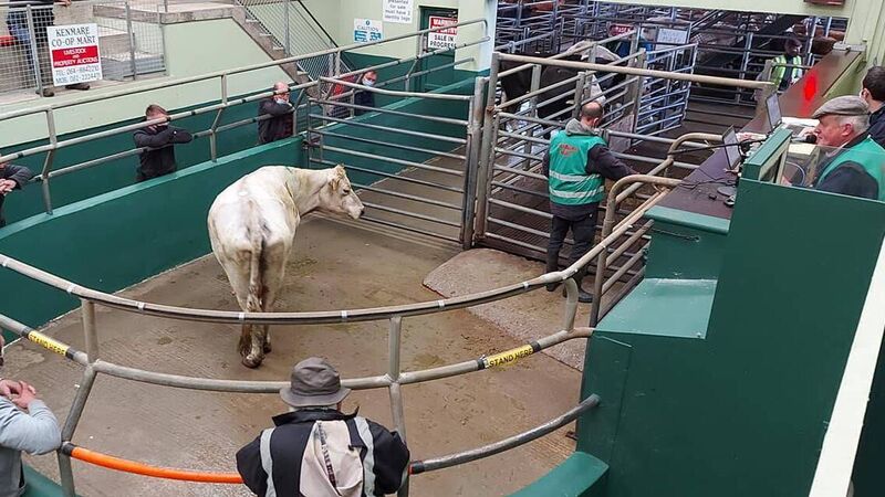 Prices 66c/kg higher than 2020 but processors are walking a tight line