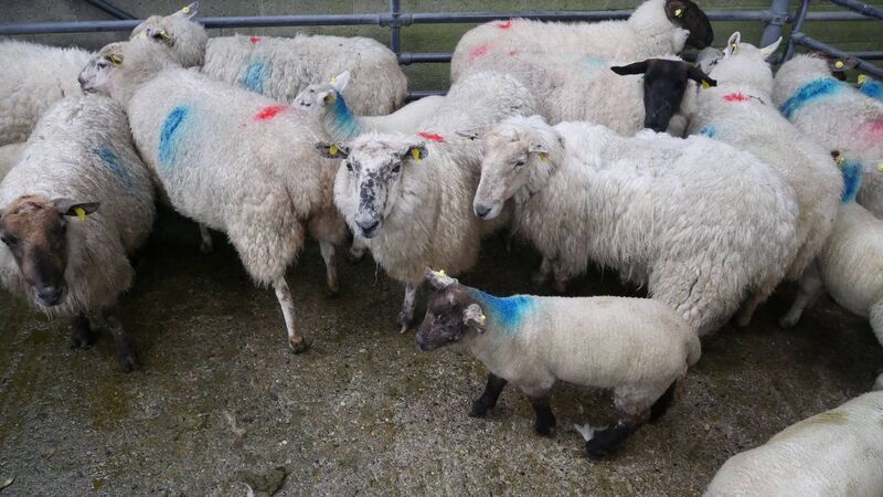 Hogget season nearly over and new season lamb finishing dates delayed