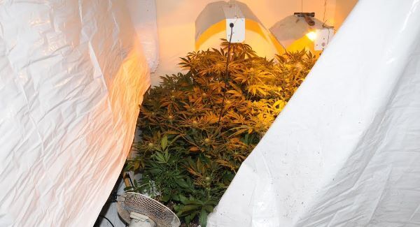 Gardaí uncover cannabis grow house