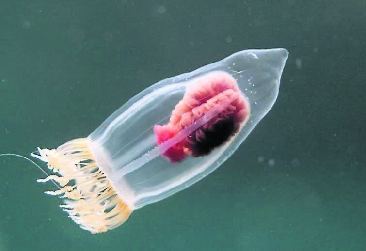 A small Hydro Medusa. Photo: Ken O'Sullivan
