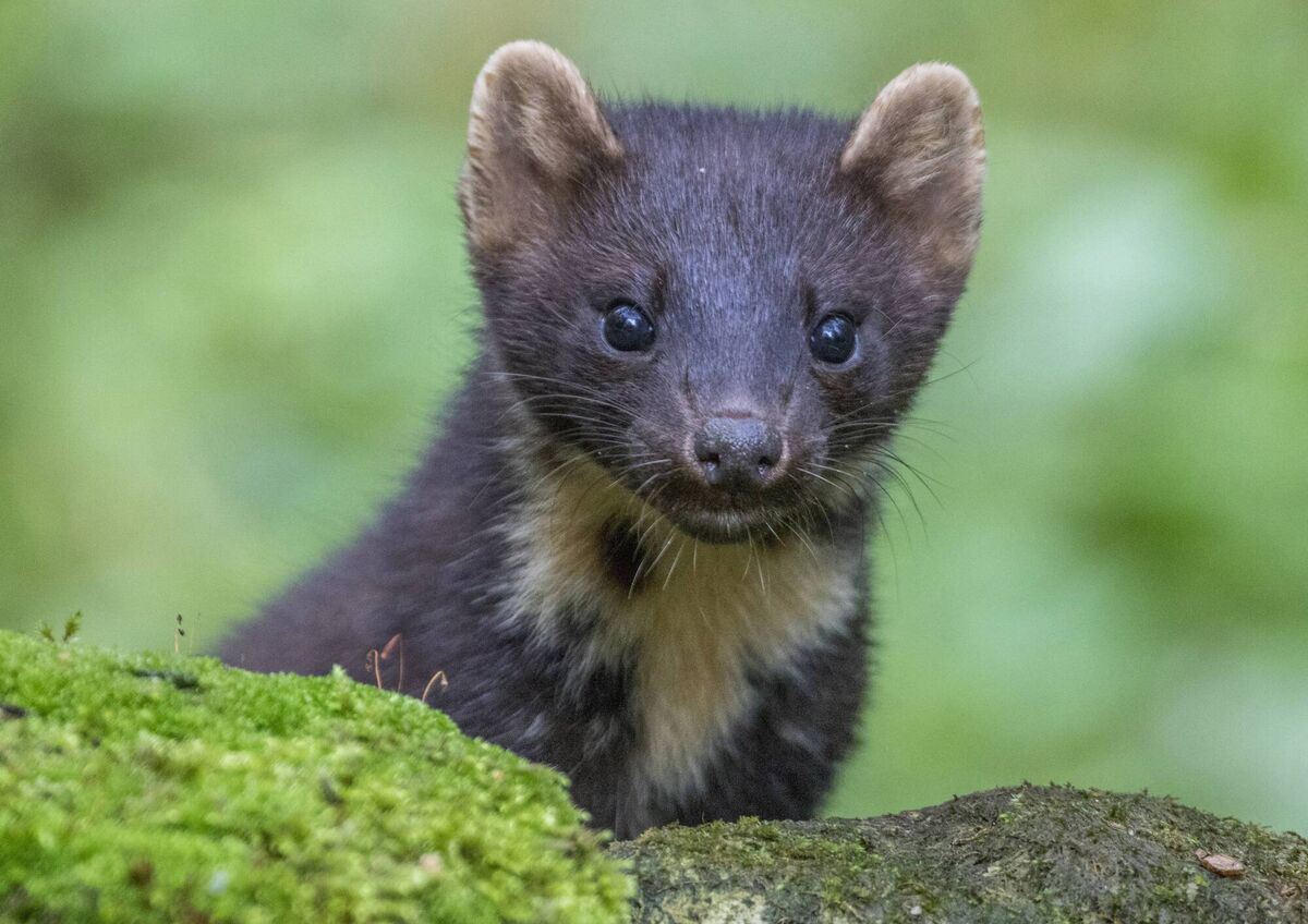 Rare plant, animal and insect species return to Irish waters