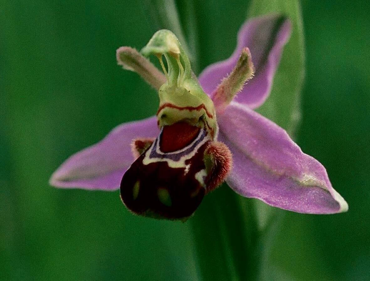 The bee orchid, one of many species beginning to re-emerge in the wild in Ireland. The bee orchid, one of many species beginning to re-emerge in the wild in Ireland.Â