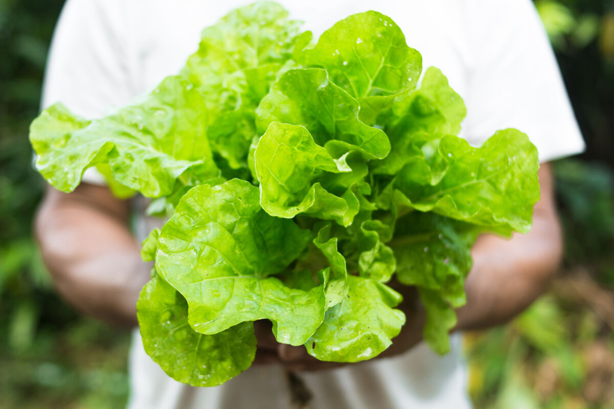 Lettuce get a good night's sleep