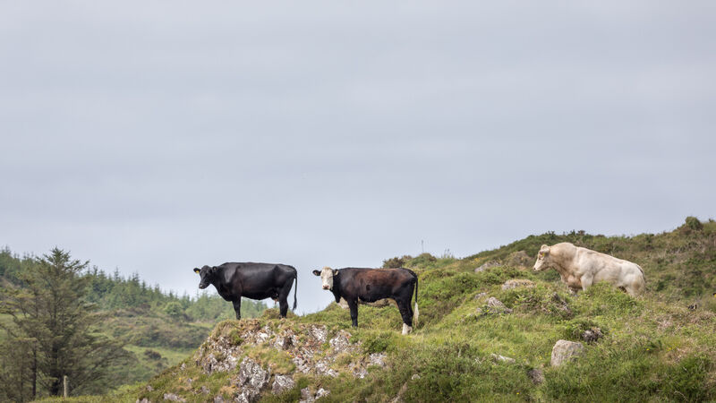 163 complaints around agriculture made to Ombudsman last year