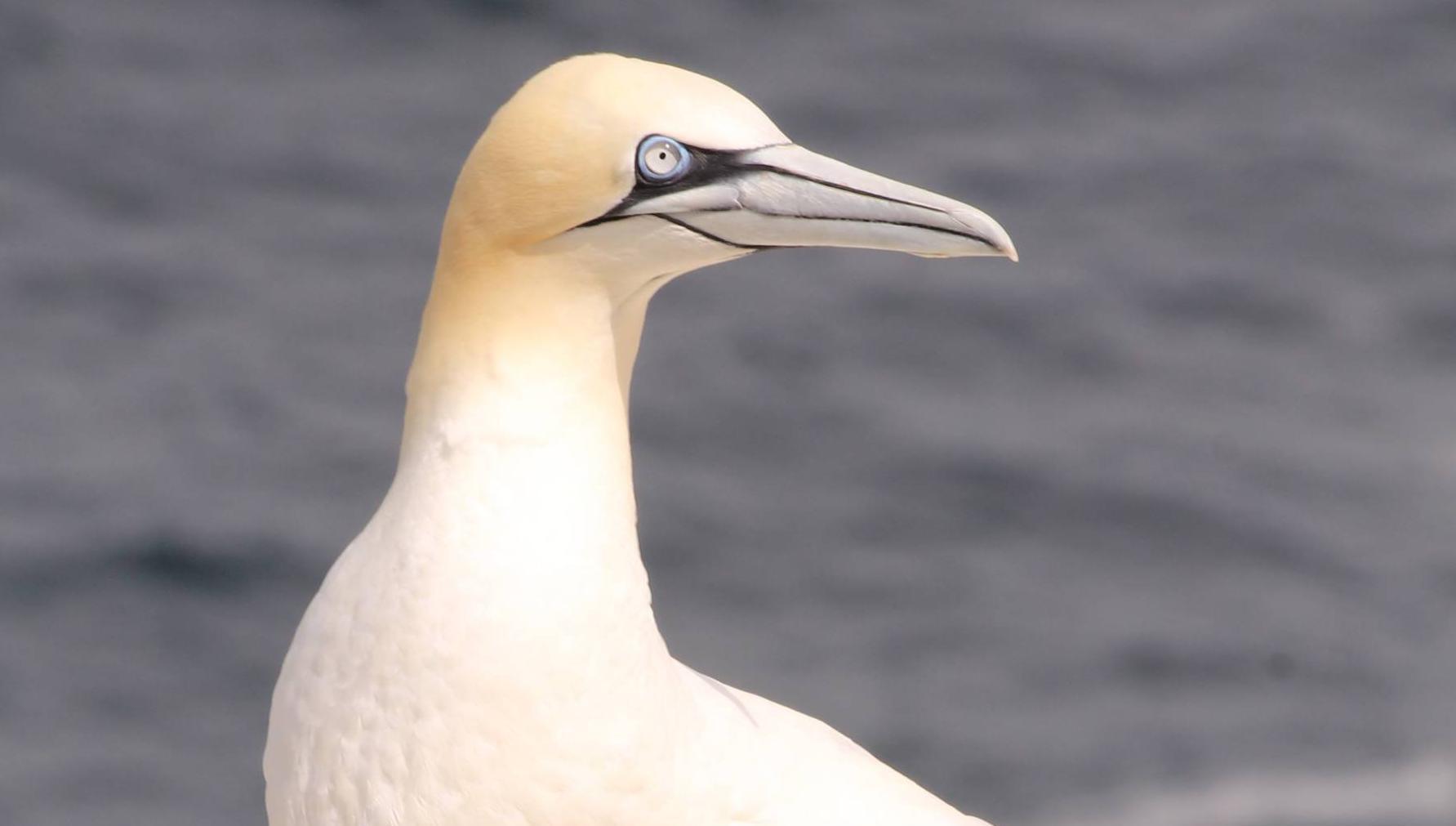 Donal Hickey: Photographers putting birds at risk