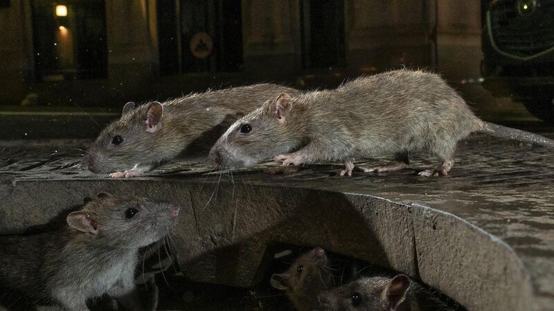 Trinity College spends €28k to keep the pests at bay 