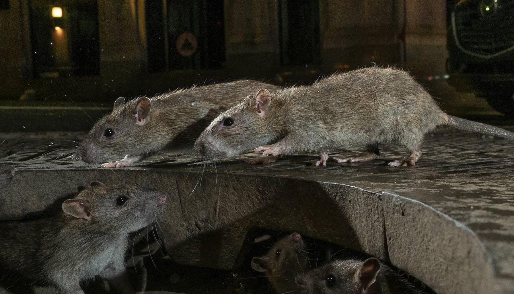 Trinity College spends €28k to keep the pests at bay 