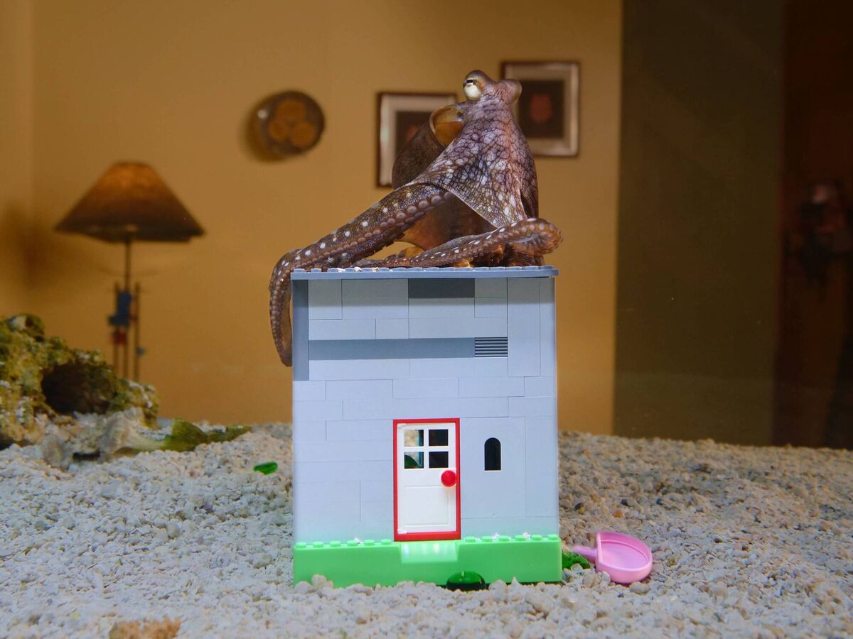 Heidi the octopus sits on a toy brick house. Picture: Quinton Smith
