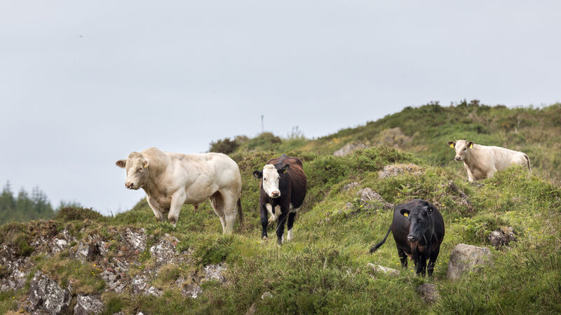 Macra calls for ring fencing 4% of direct payments for young farmers
