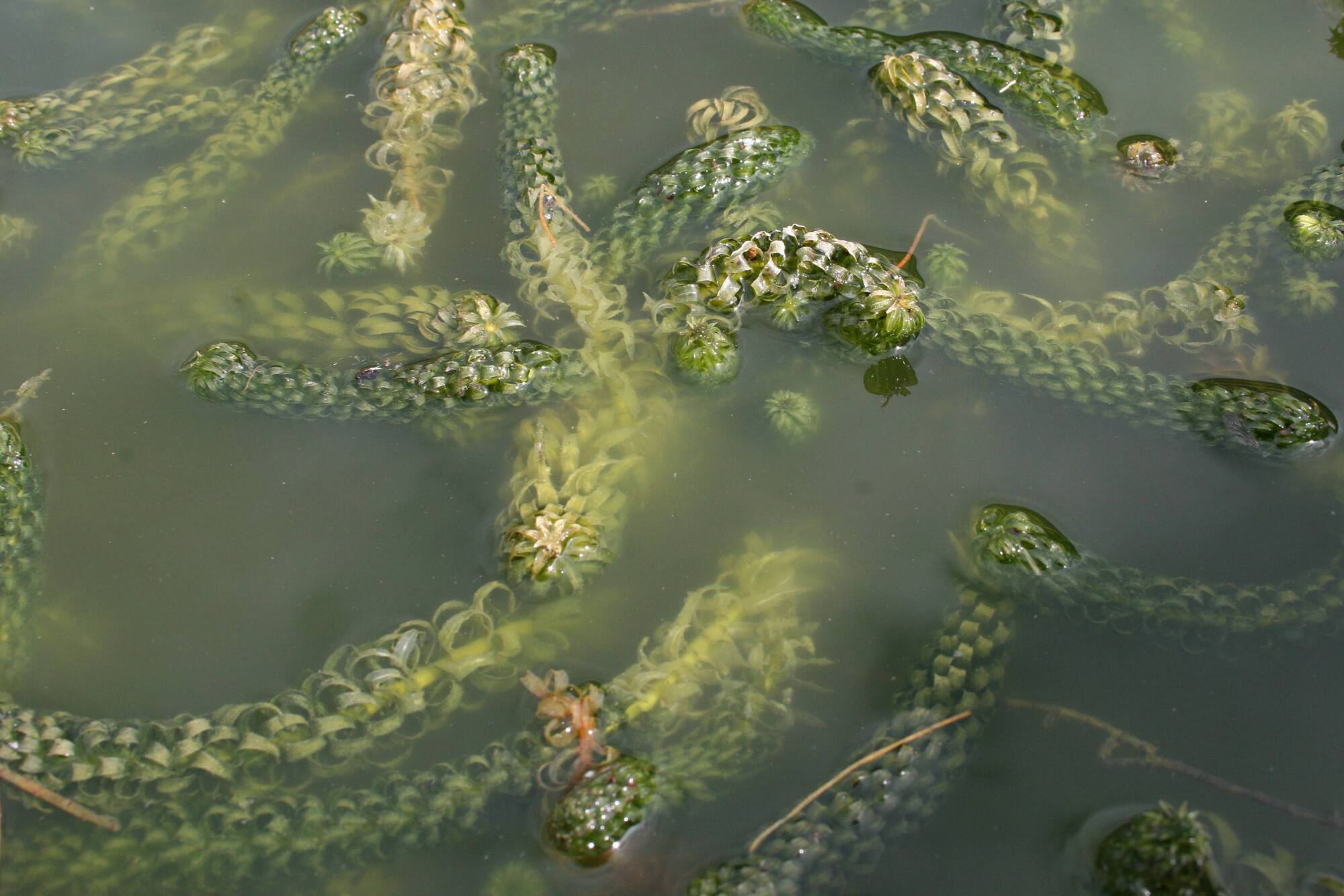 EU asks Ireland to explain lack of plan to tackle invasive species 