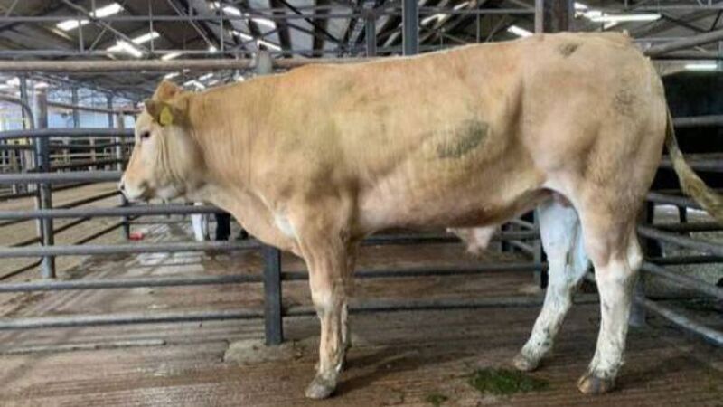 How best to maintain cattle performing on grass this June