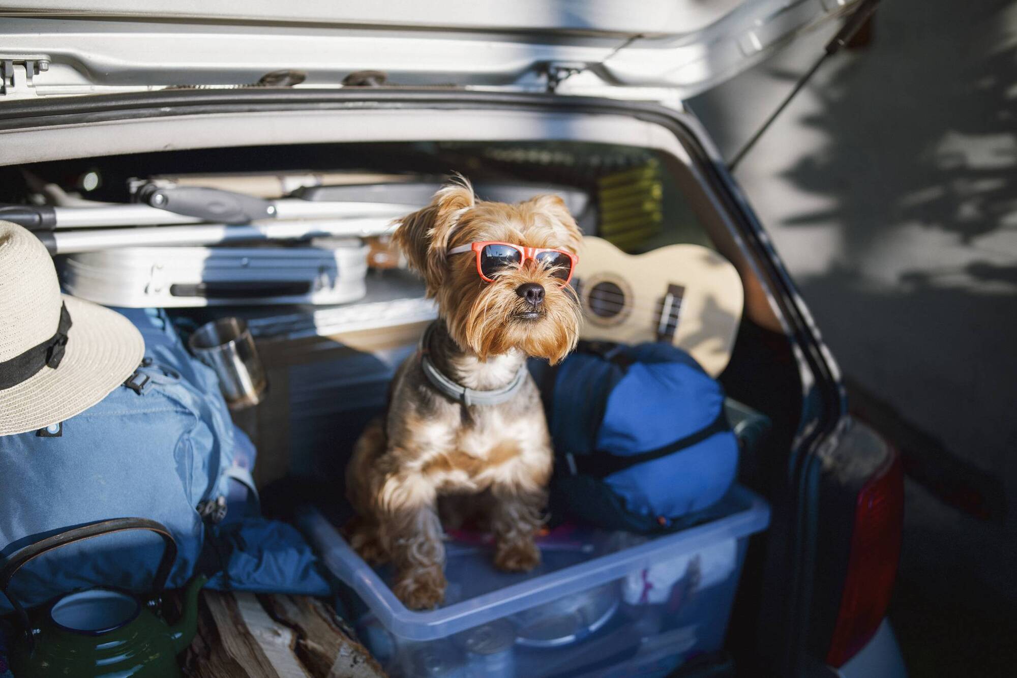 Pete the Vet: Seven tips for a pet staycation
