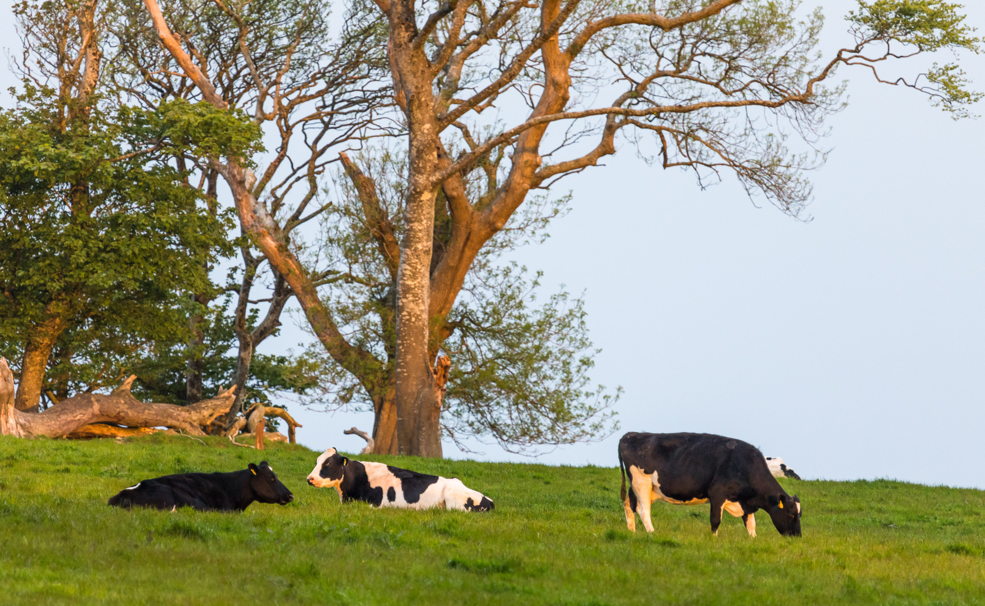 There is a fundemental 'unfairness' in CAP, says ICMSA. Picture; David Creedon/Anzenberger.  
