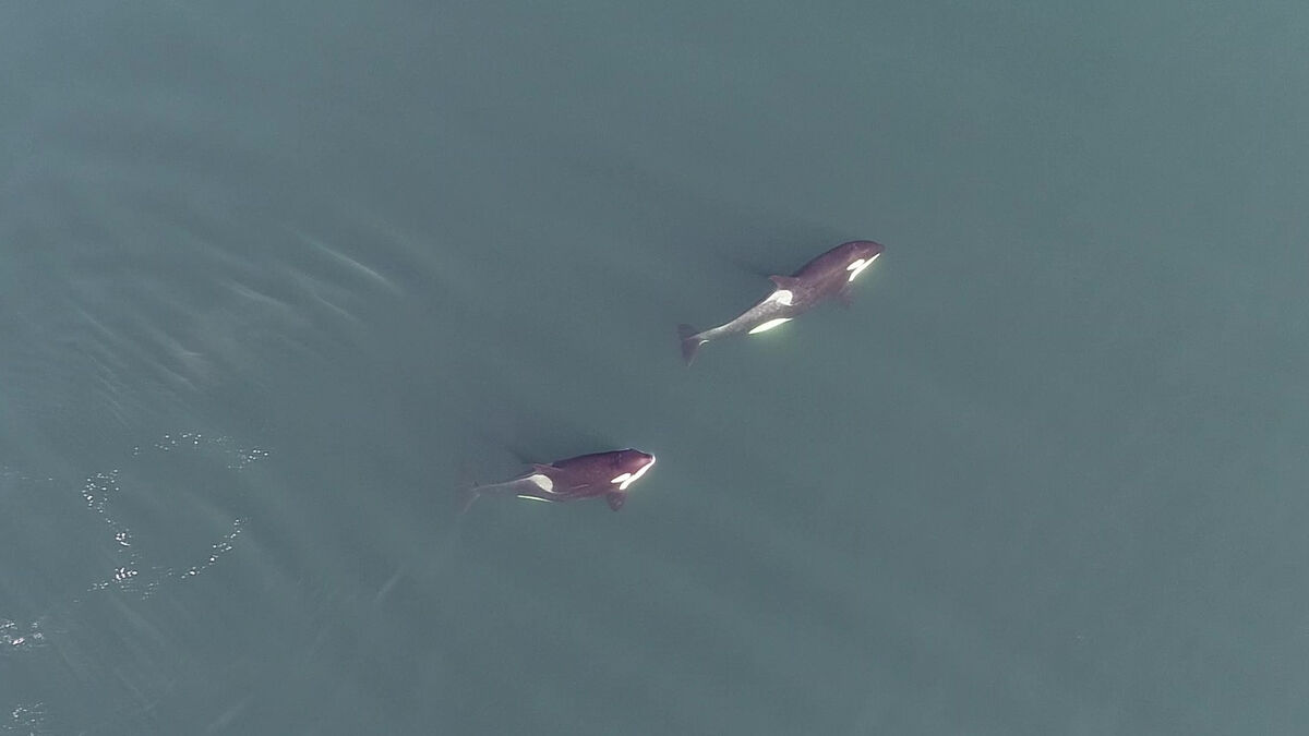 Undated handout screengrab taken from drone footage issued by the University of Exeter showing killer whales interracting with members of their pod. A study led by the University of Exeter and the Centre for Whale Research (CWR) suggests that killer whales have complex social structures that include close friendships. Picture: Michael Weiss/University of Exeter/PA Wire