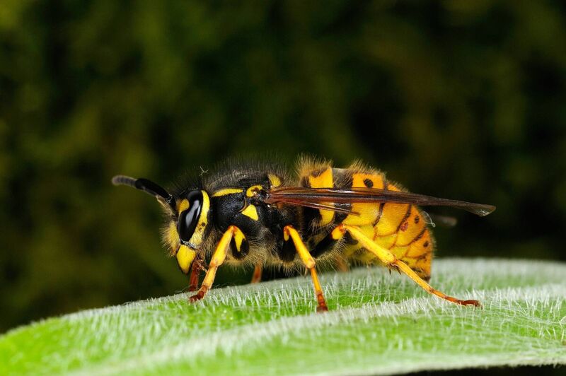 Insects like wasps might have other ideas for your evening's enjoyment. Pic: Alamy/PA Insects like wasps might have other ideas for your evening's enjoyment. Pic: Alamy/PA