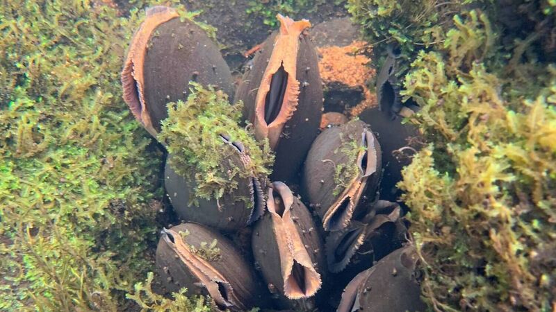 Kerry community to the rescue of very rare pearl mussel