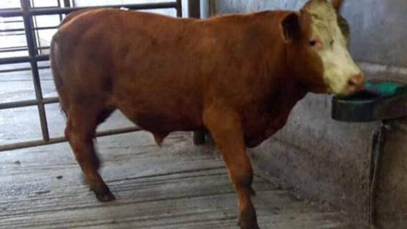 Cattle supplies continue to be tight as processors concede to price lift