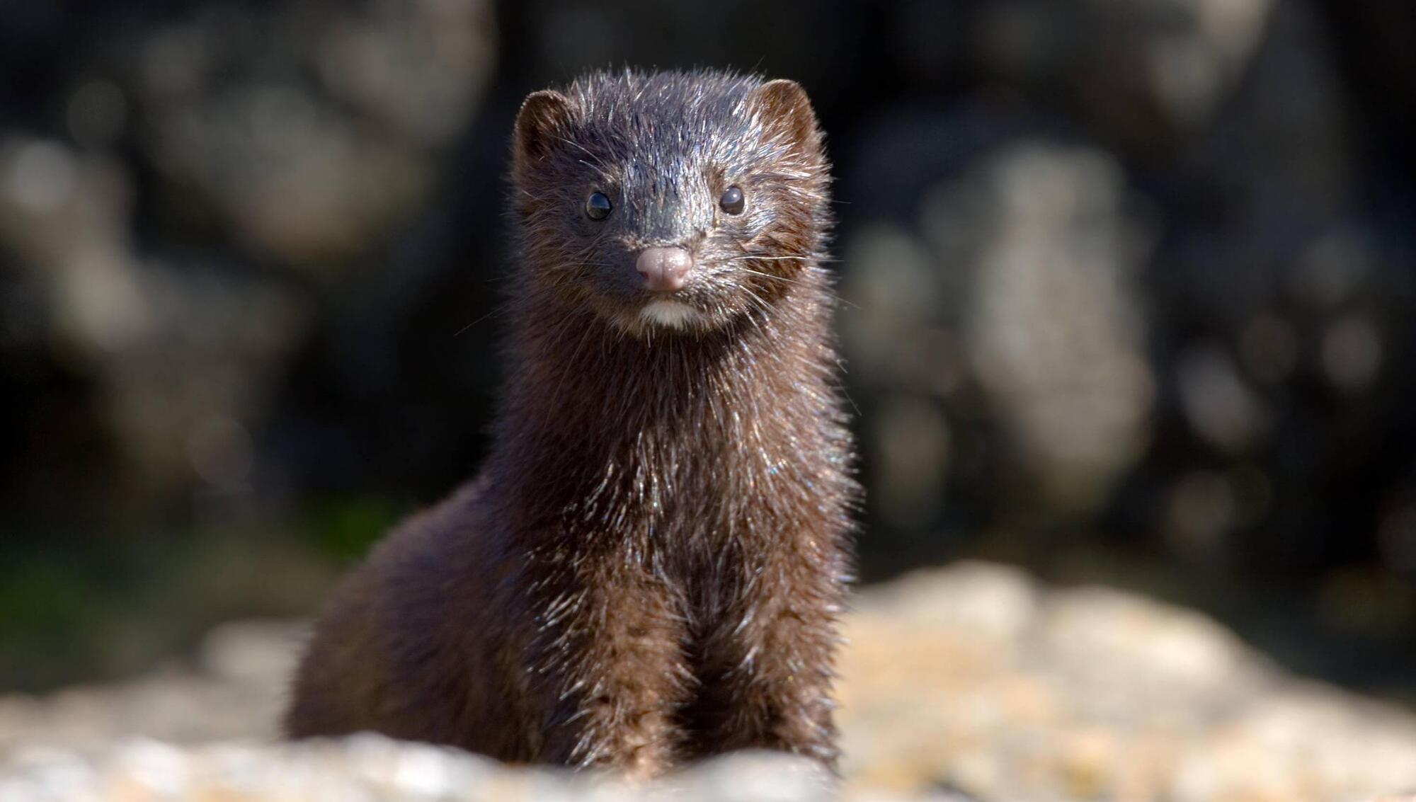 Government moves to ban fur farming 