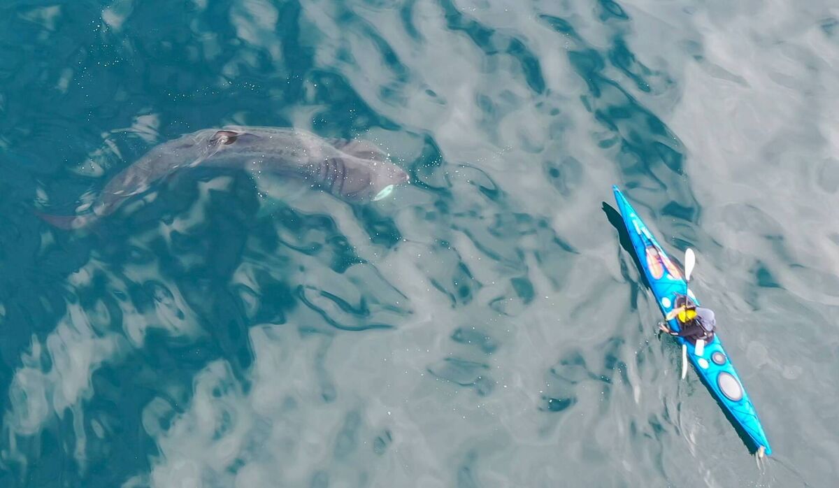 Lough Hyne night kayaking is a popular Cork activity. Picture: Dan Lettice.