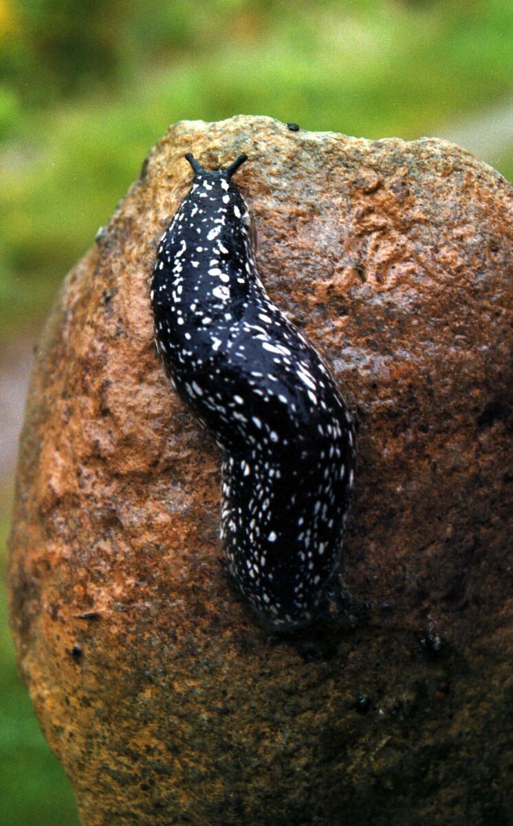 The 'giant' Kerry Slug roaming on a rock in its natural terrain. Picture: Don MacMonagle