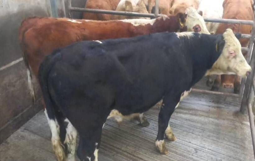 Two Hr Steers born in February 2020 and weighing 450kg sold for €930 at last Friday's mart in Skibbereen. June 18, 2020. Two Hr Steers born in February 2020 and weighing 450kg sold for €930 at last Friday's mart in Skibbereen. June 18, 2020.