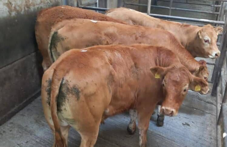 Four Lm steers born in May 2020 and weighing 398kg sold for €1,070 at Skibbereen Mart on Friday last. June 18, 2021. Four Lm steers born in May 2020 and weighing 398kg sold for €1,070 at Skibbereen Mart on Friday last. June 18, 2021.