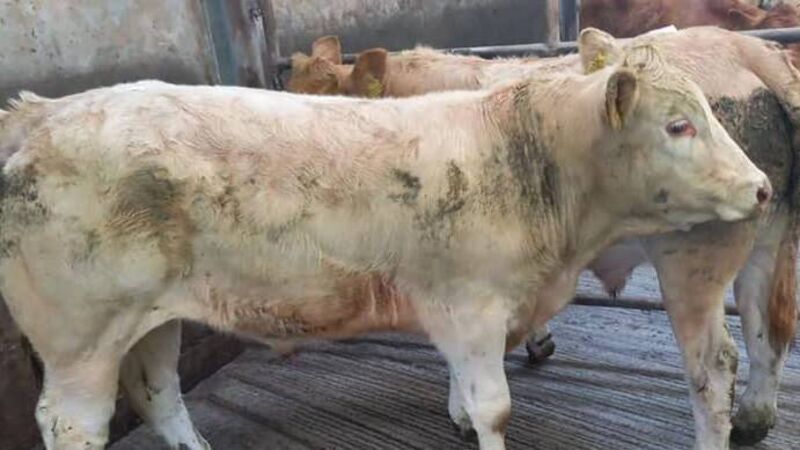 Processors keep a ‘tight rein’ on prices being paid for stock