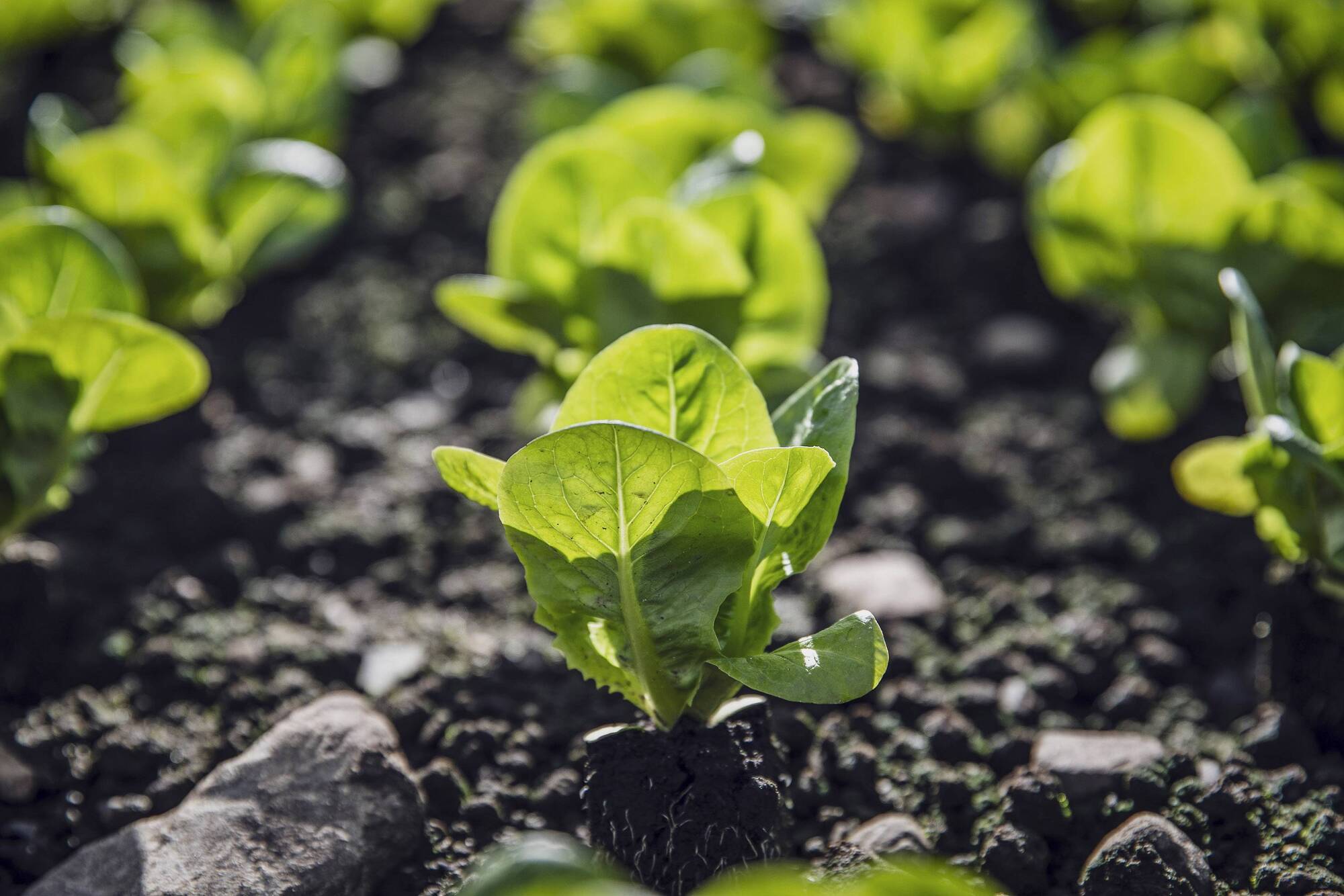 Parasite outbreak in baby salad leaves left 40 people ill