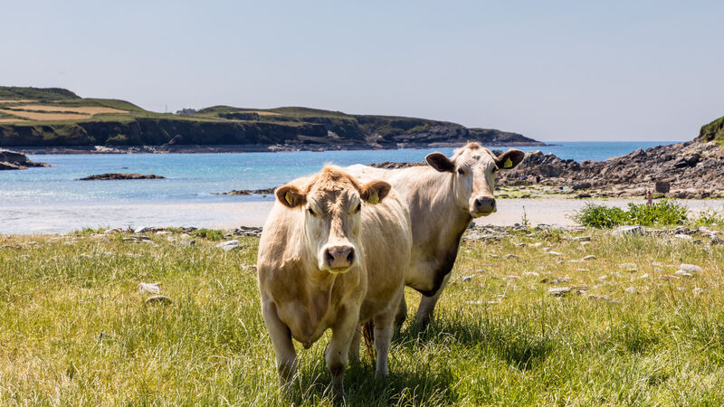 100,000 farmers set for BPS refund