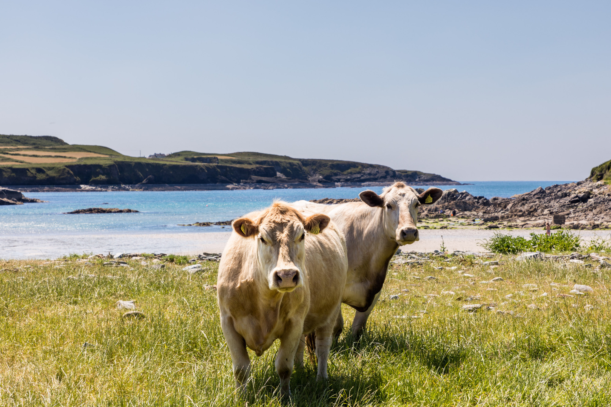 Cattle wander on the seafront at Lickowen strand on Toe Head, West Cork. Picture: David Creedon, Alamy Live News. 