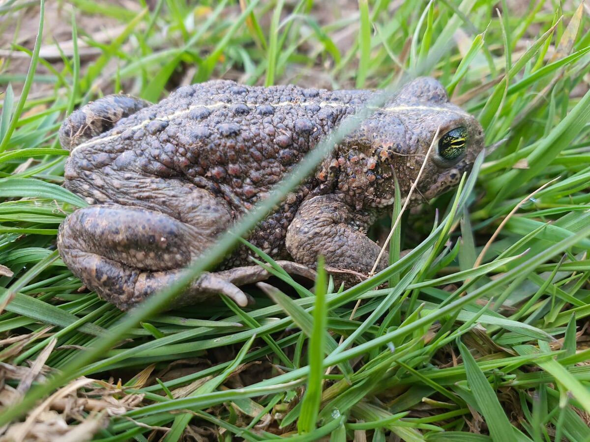 A Natterjack toad, brought from Castlegregory to Fota Wildlife Park. Photo: Ferdia Marnell, NPWS A Natterjack toad, brought from Castlegregory to Fota Wildlife Park. Photo: Ferdia Marnell, NPWS