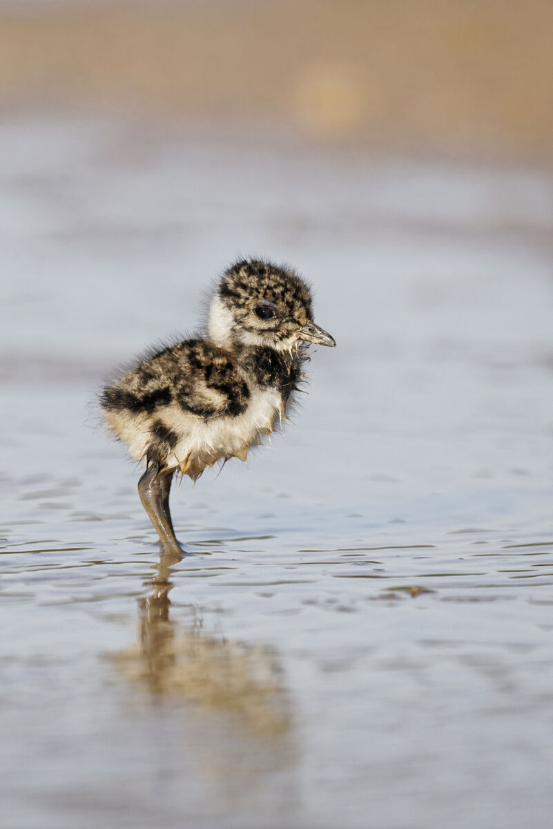A young Lapwing chick, Ireland's national bird, among the water birds targeted for special protection at Cooldross Lagoon and Saltmeadow, Kilcoole, Co Wicklow. A young Lapwing chick, Ireland's national bird, among the water birds targeted for special protection at Cooldross Lagoon and Saltmeadow, Kilcoole, Co Wicklow.
