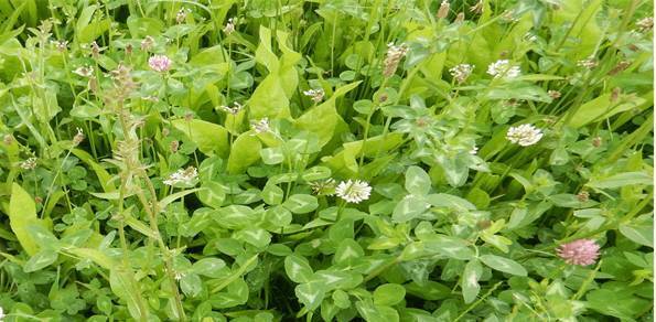 Farming without nitrogen proves possible 