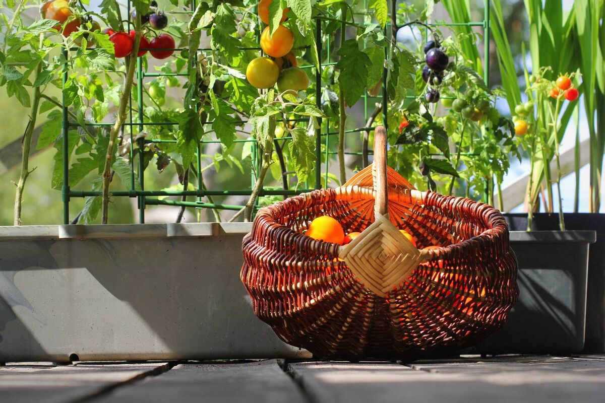 Look into tumbler varieties when it comes to growing tomatoes. Look into tumbler varieties when it comes to growing tomatoes.