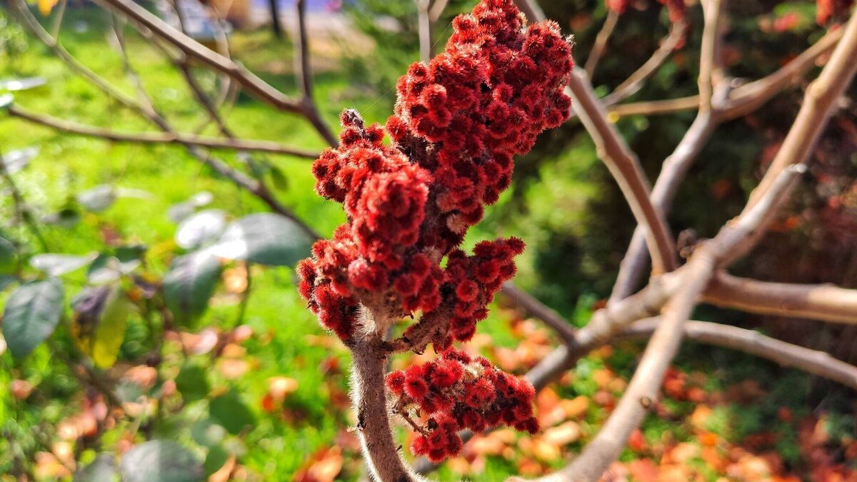 Garden Q A How Do I Deal With Trees That Shoot Up Suckers Flipboard