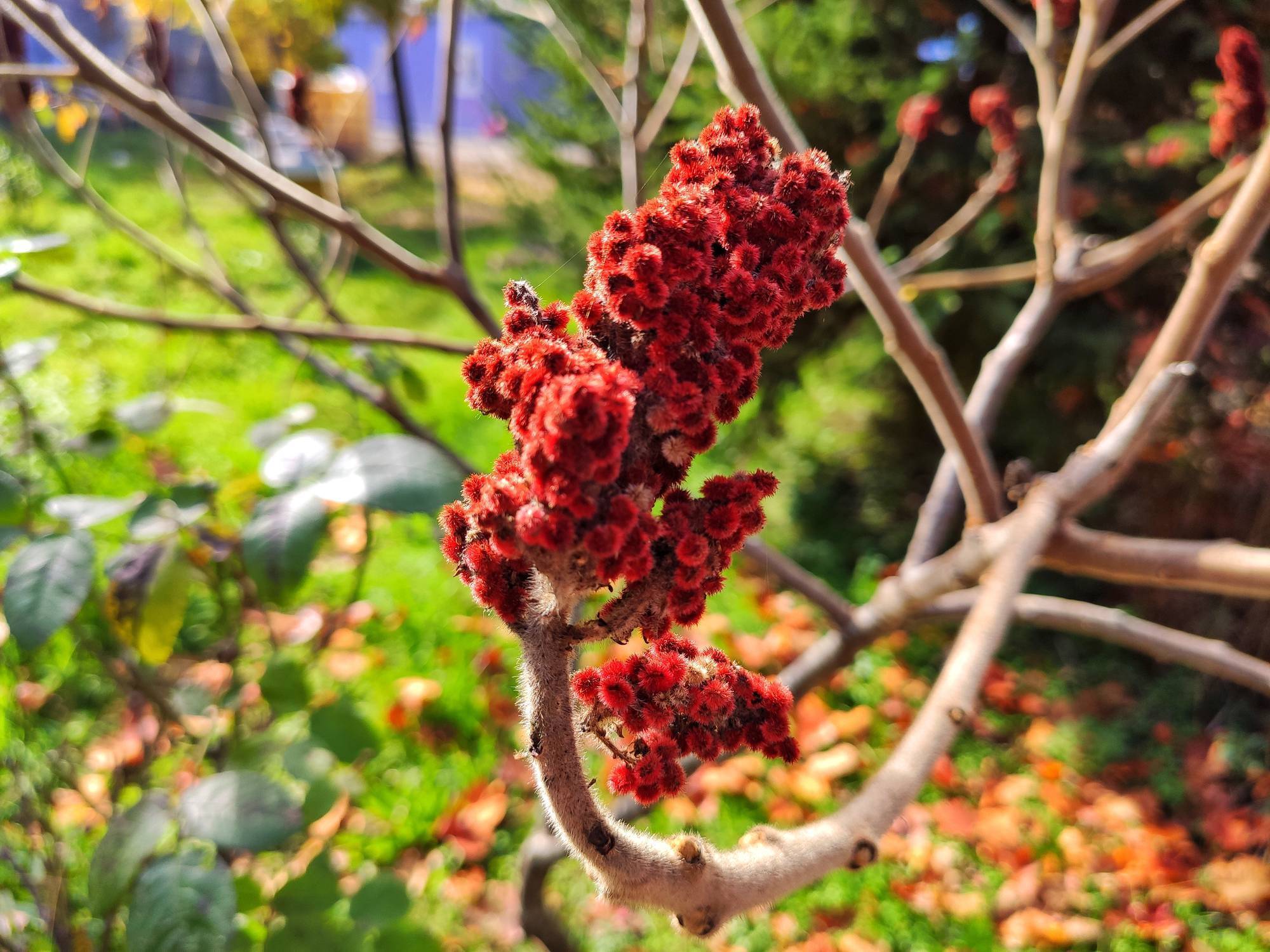 Garden Q&A: How do I deal with trees that shoot up suckers?