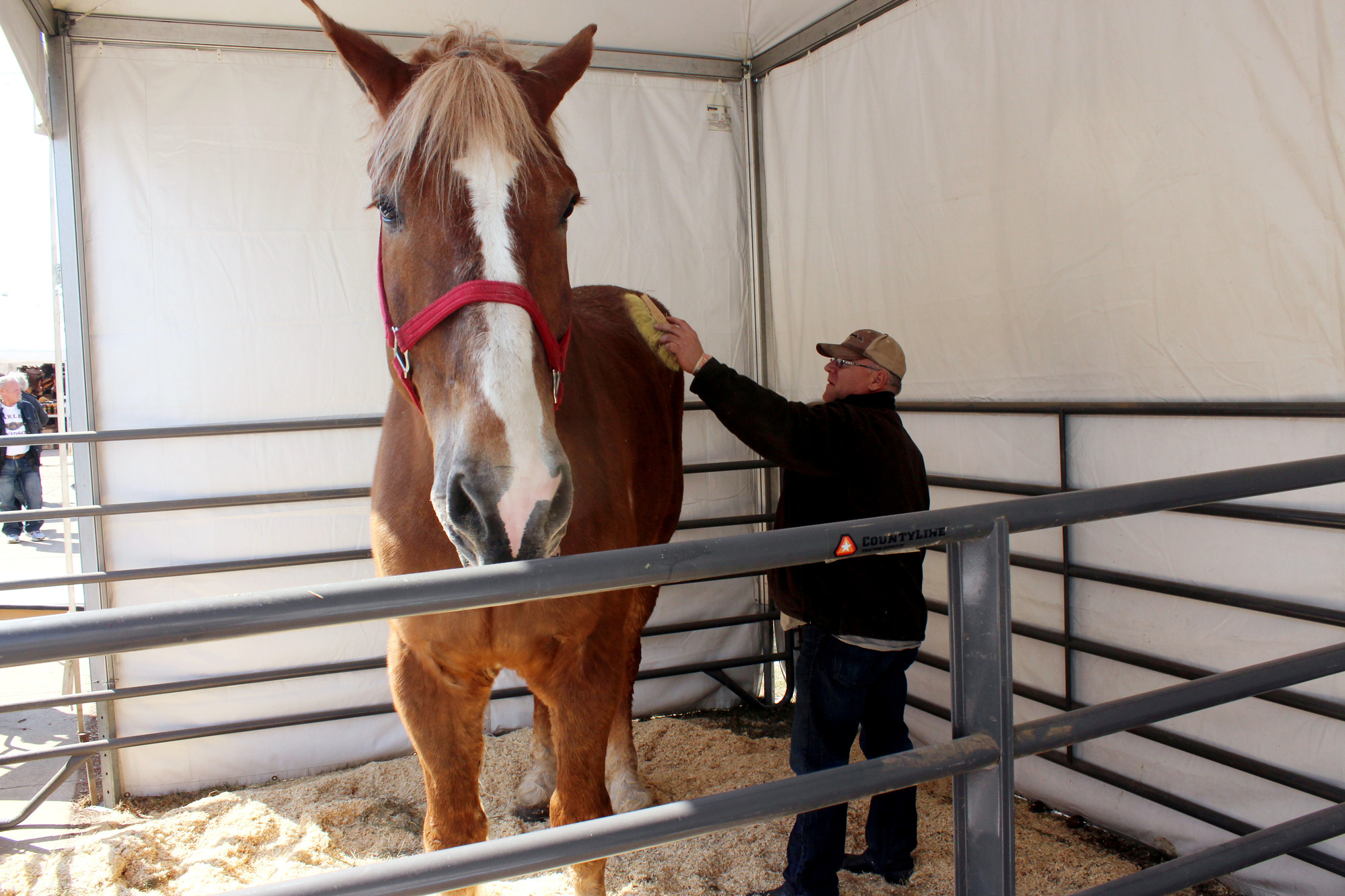 Big Jake, the world’s tallest horse, dies aged 20