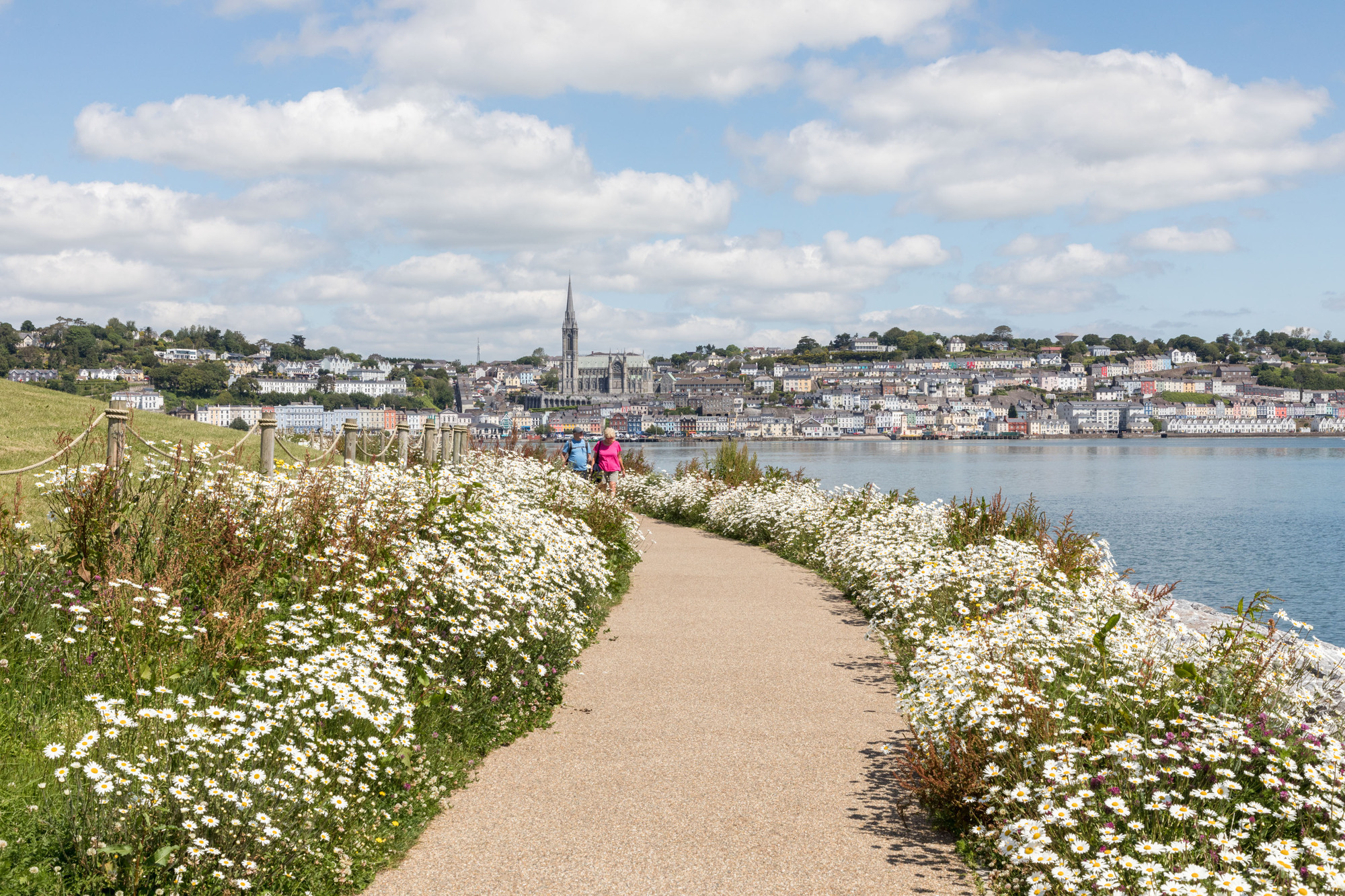 Wild daisies bloom at the new public park in Haulbowline, Co Cork. Picture: David Creedon/Anzenberger. 