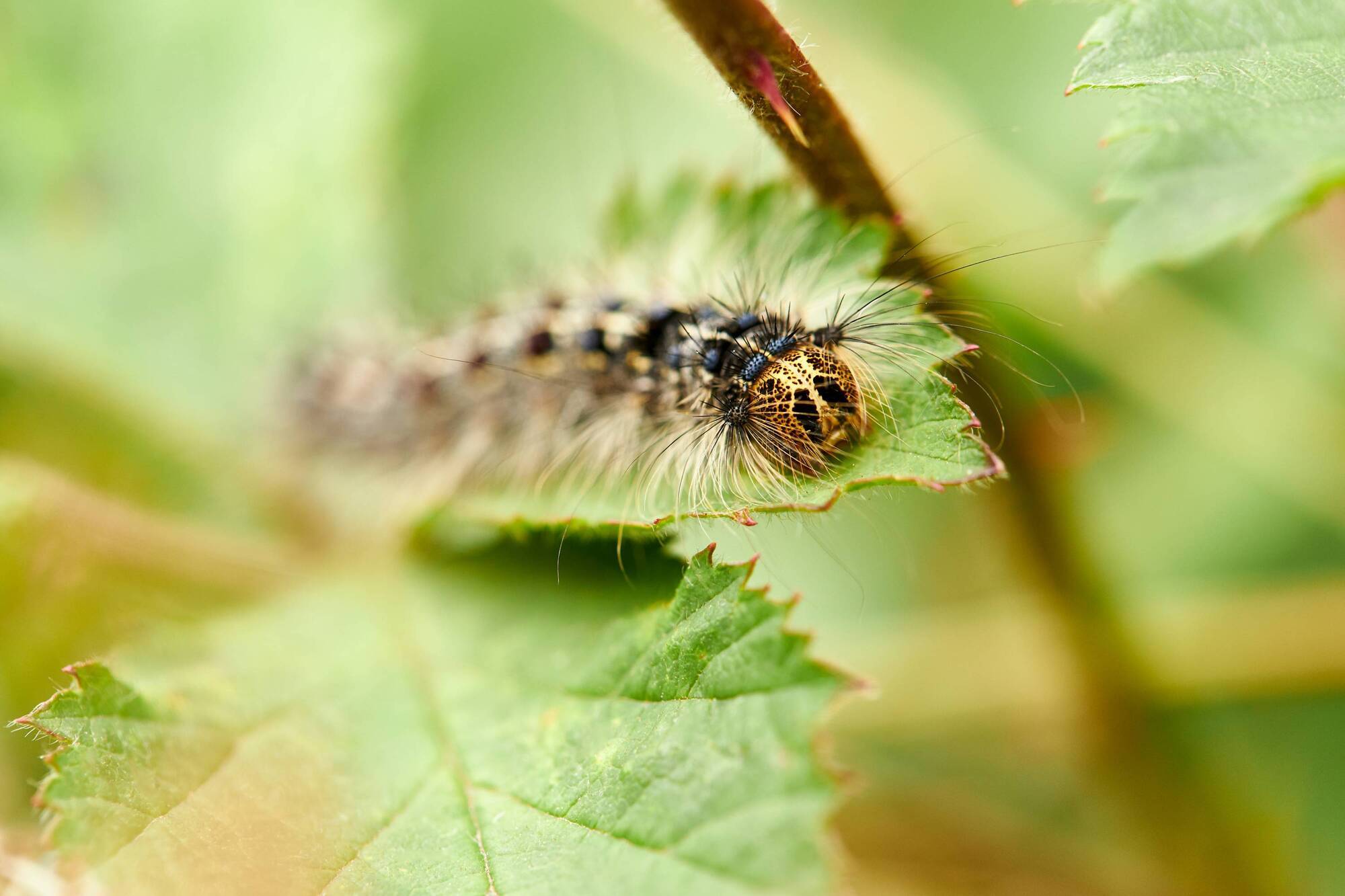 New regulations to protect plant health introduced