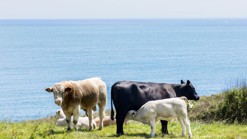 Preventing lungworm losses at grass